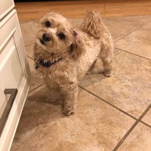 Meet your Posher, Mindy